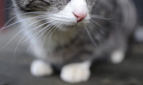 撕裂防守的艺术家，当哈登用手术刀般的传球肢解深圳铁壁